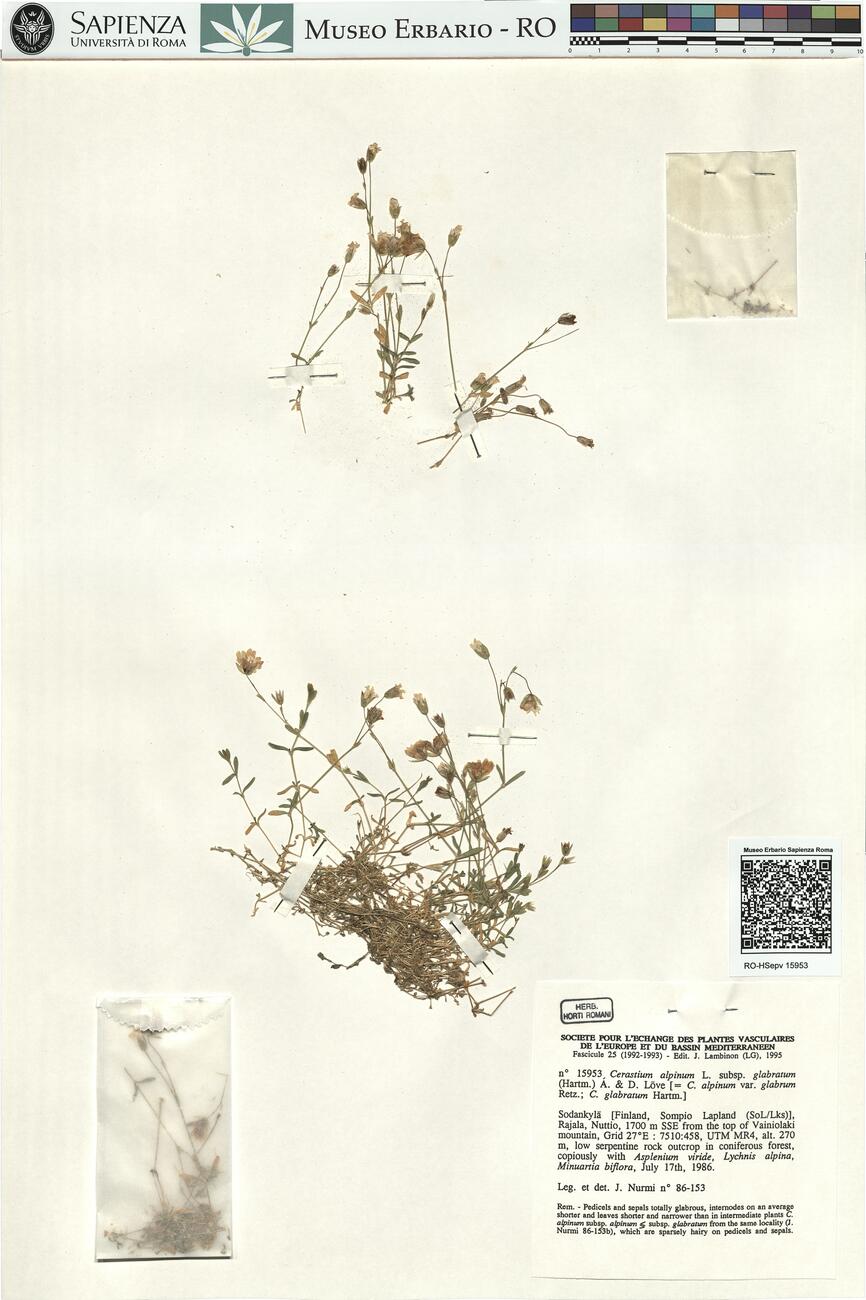 Cerastium alpinum L. subsp. glabratum (Hartm.) Á. & D. Löve  -  RO-HSepv 15953 photo