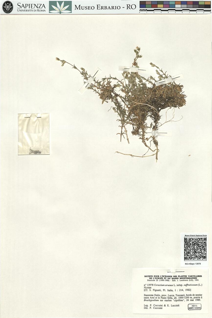 Cerastium arvense L. cf. subsp. suffruticosum (L.) Nyman -  RO-HSepv 13978 photo