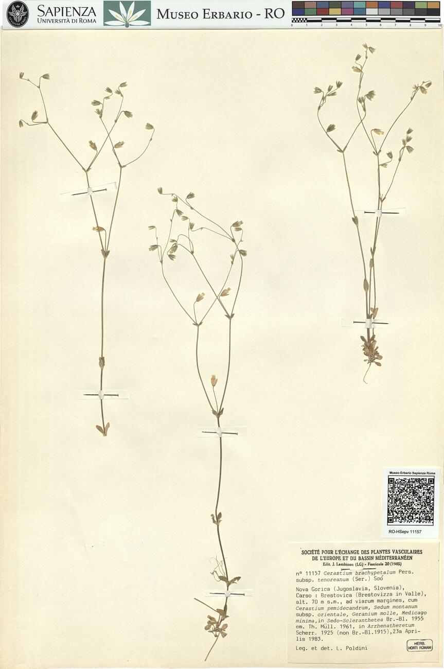 Cerastium brachypetalum Pers. subsp. tenoreanum (Ser.) Soó -  RO-HSepv 11157 photo