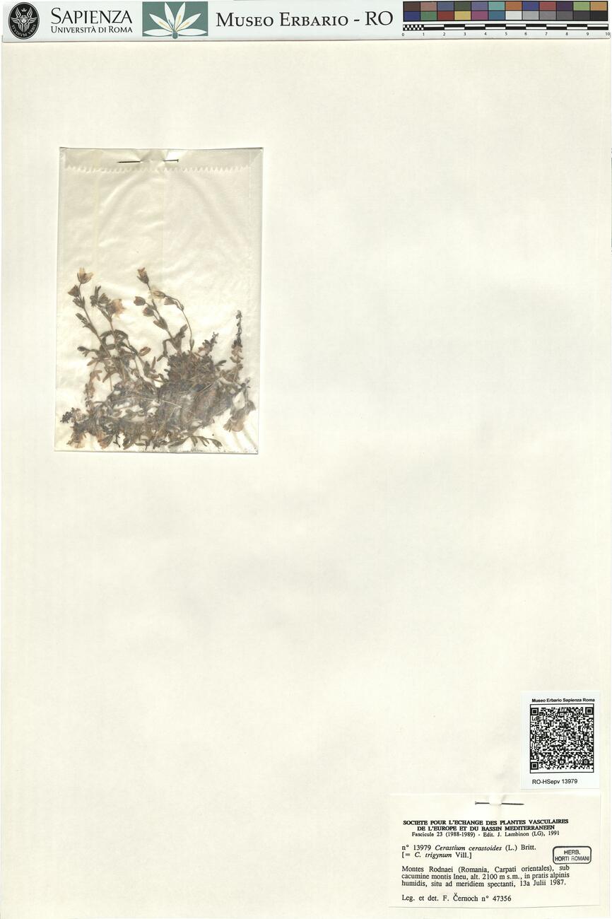 Cerastium cerastoides (L.) Britt. -  RO-HSepv 13979 photo