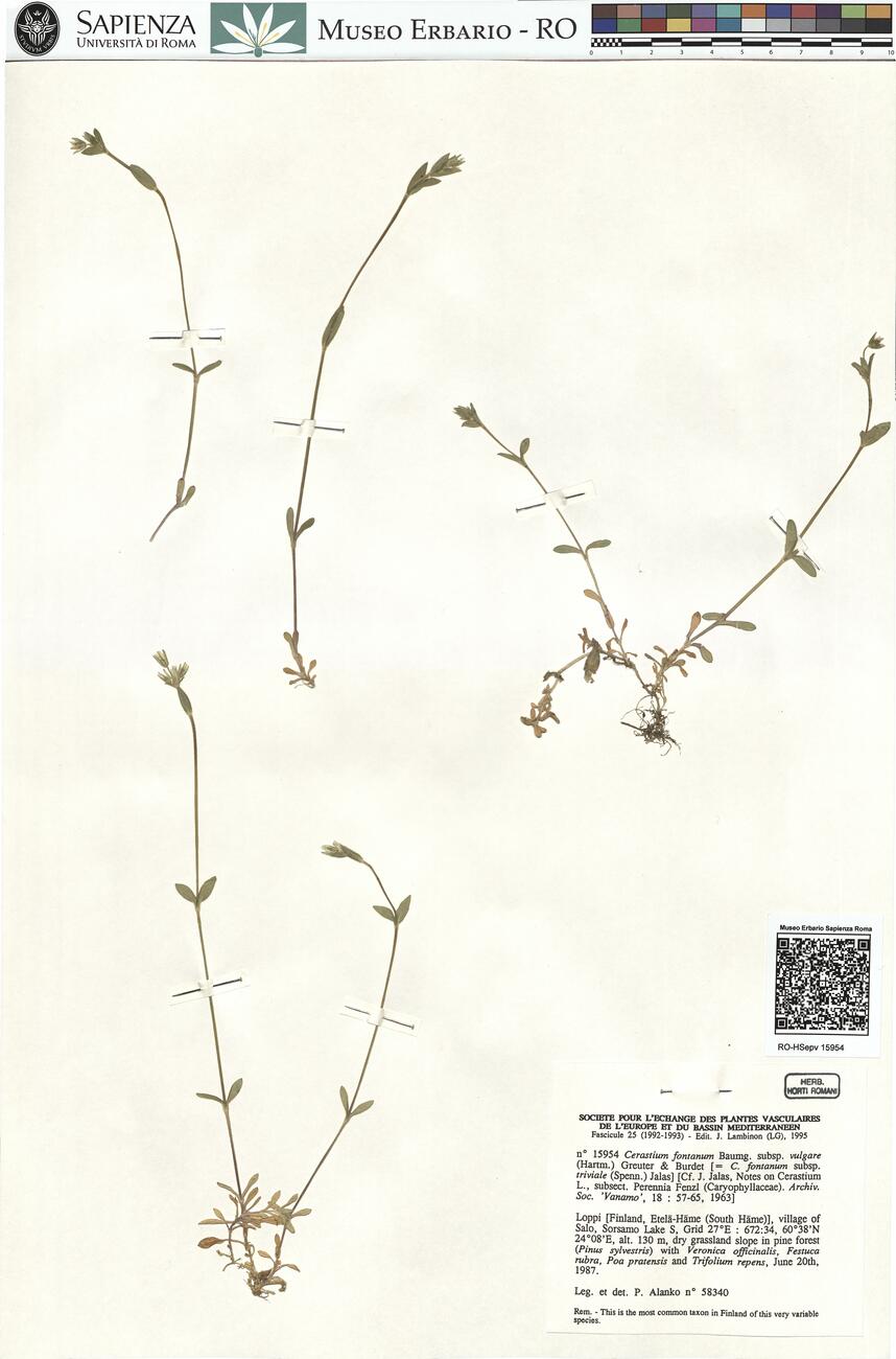 Cerastium fontanum Baumg. subsp. vulgare (Hartm.) Greuter & Burdet -  RO-HSepv 15954 photo
