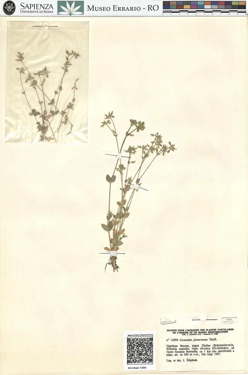 Cerastium glomeratum Thuill. -  RO-HSepv 12994 photo