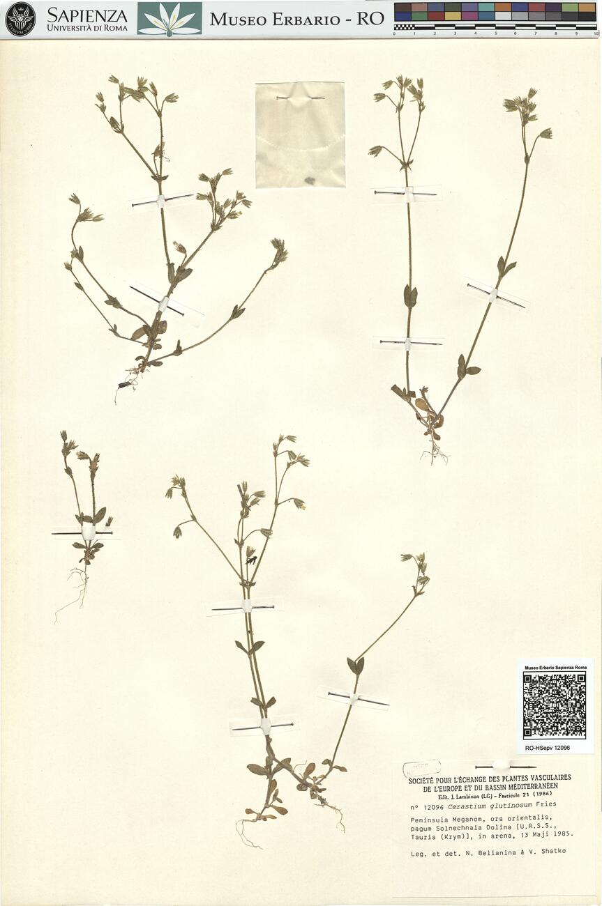 Cerastium glutinosum Fries -  RO-HSepv 12096 photo