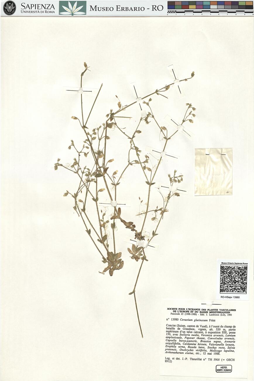 Cerastium glutinosum Fries -  RO-HSepv 13980 photo