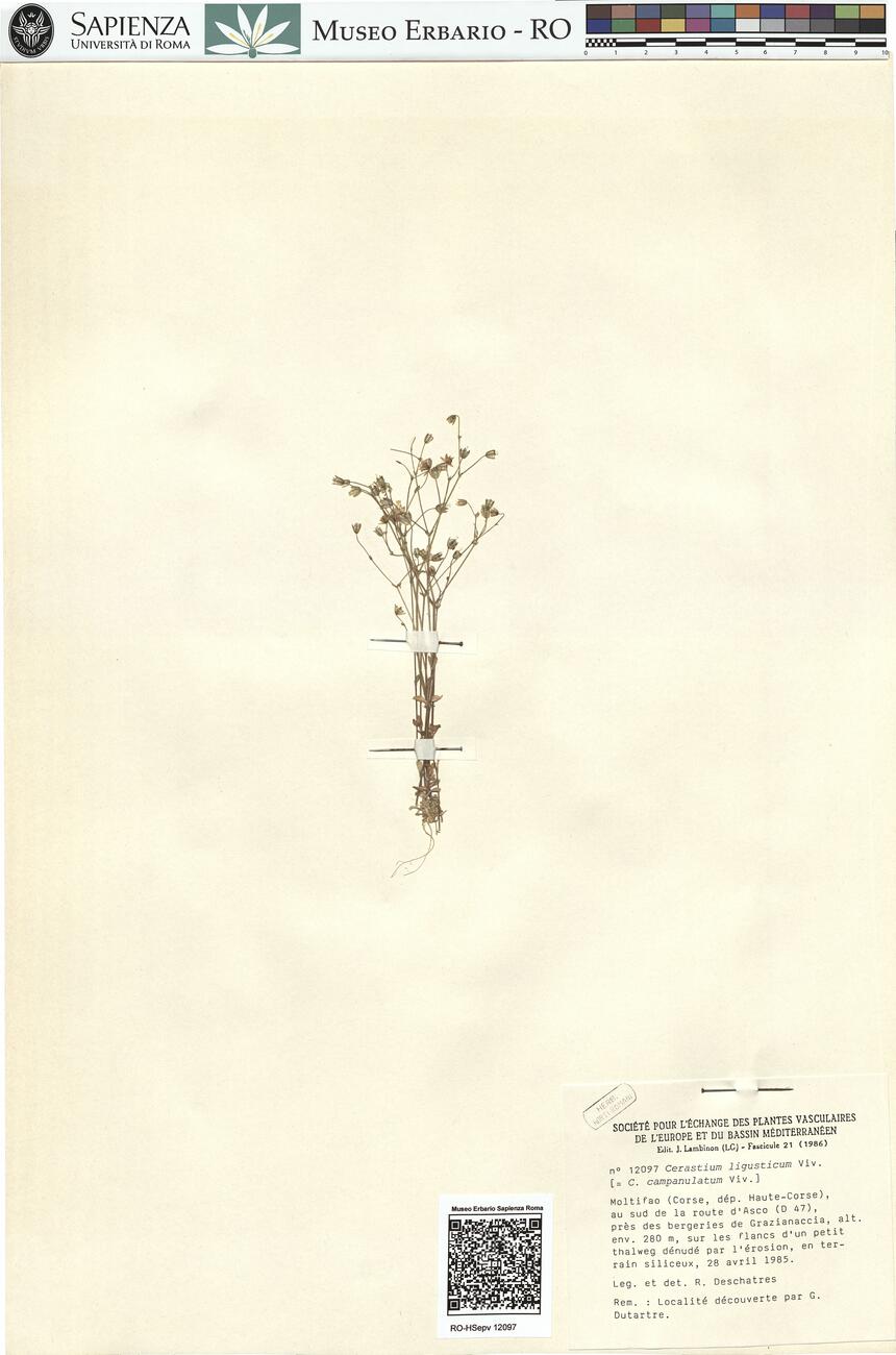 Cerastium ligusticum Viv. -  RO-HSepv 12097 photo