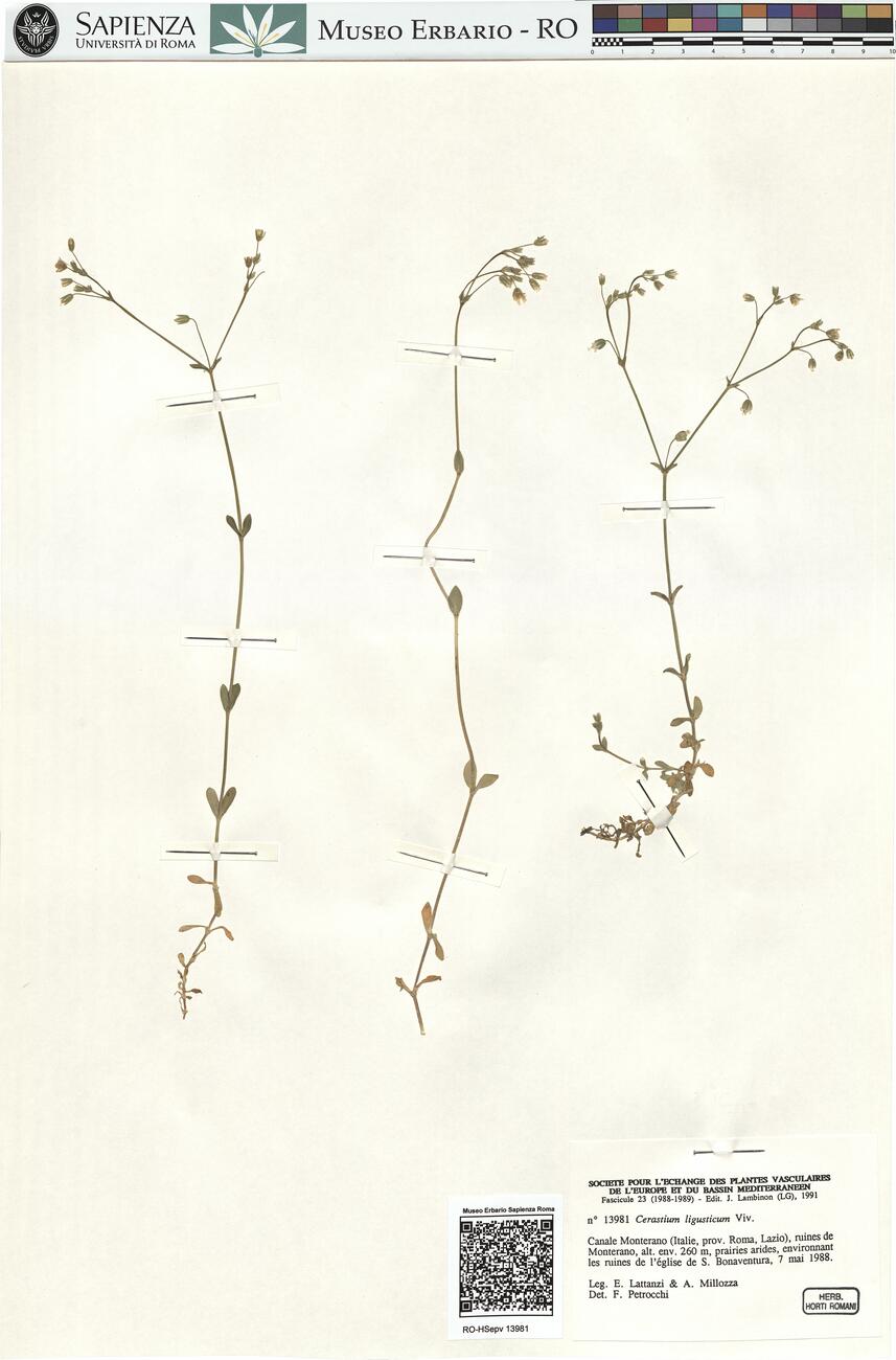 Cerastium ligusticum Viv. -  RO-HSepv 13981 photo