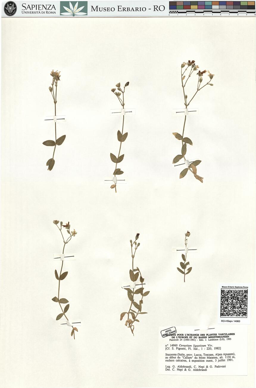 Cerastium ligusticum Viv. -  RO-HSepv 14960 photo