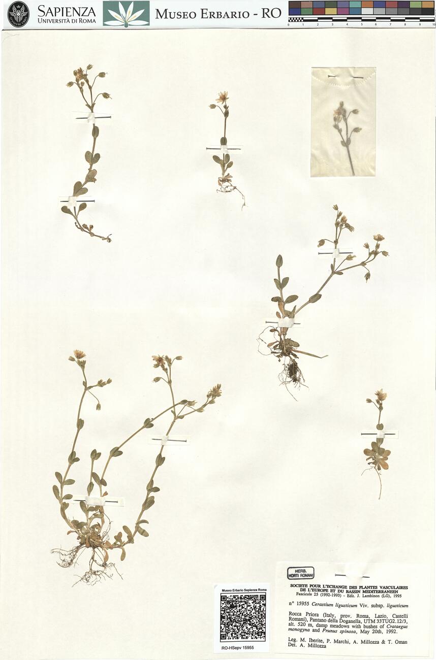 Cerastium ligusticum Viv. subsp. ligusticum -  RO-HSepv 15955 photo