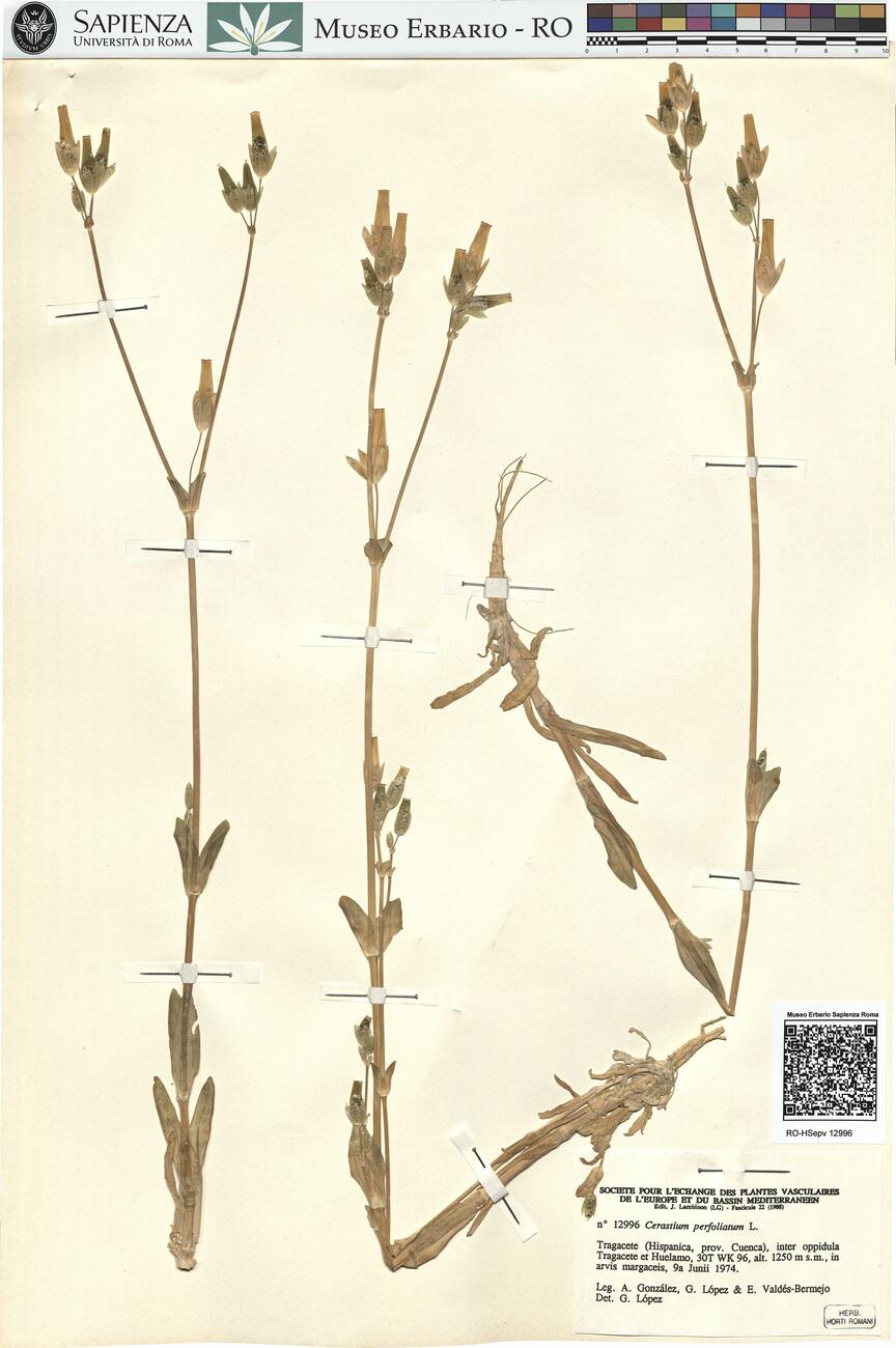 Cerastium perfoliatum L.  -  RO-HSepv 12996 photo