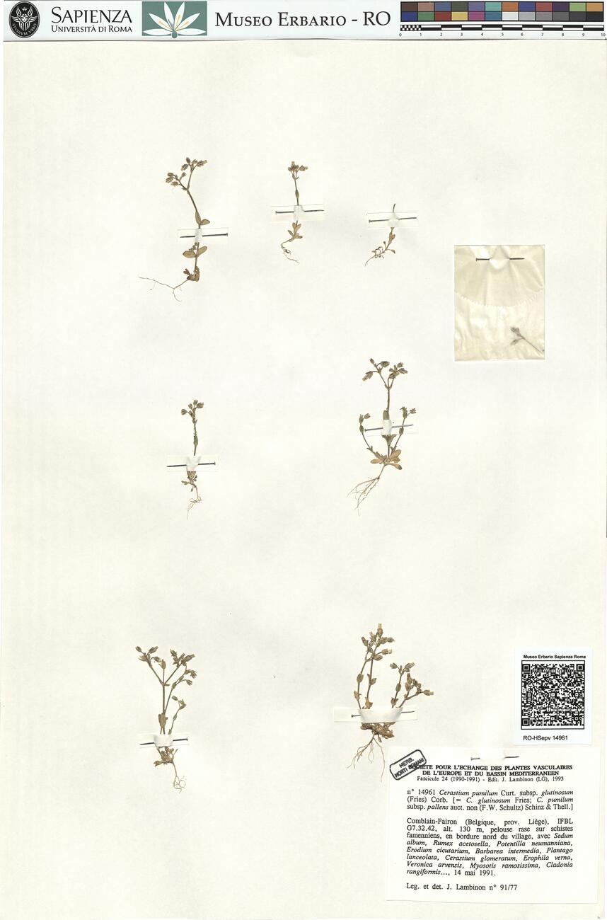 Cerastium pumilum Curt. subsp. glutinosum (Fries) Corb. -  RO-HSepv 14961 photo