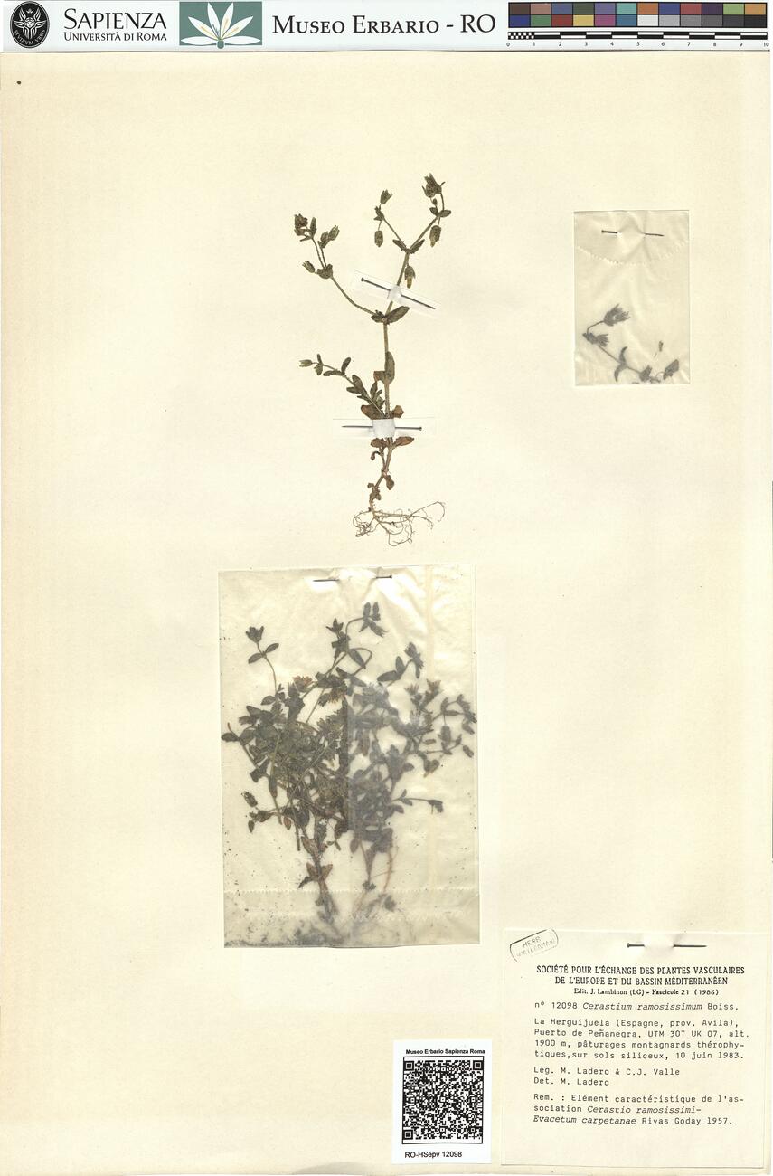 Cerastium ramosissimum Boiss. -  RO-HSepv 12098 photo