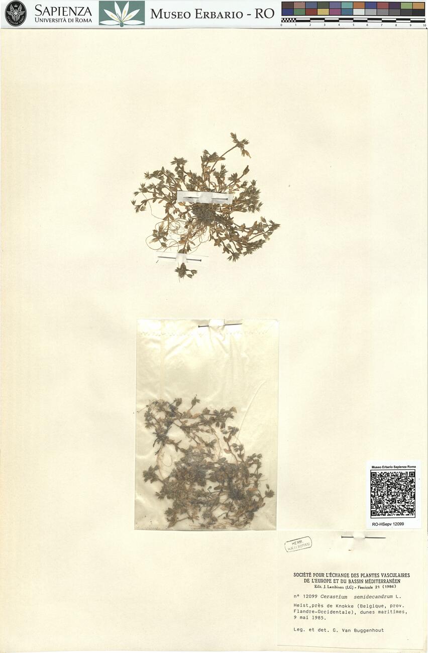 Cerastium semidecandrum L. -  RO-HSepv 12099 photo