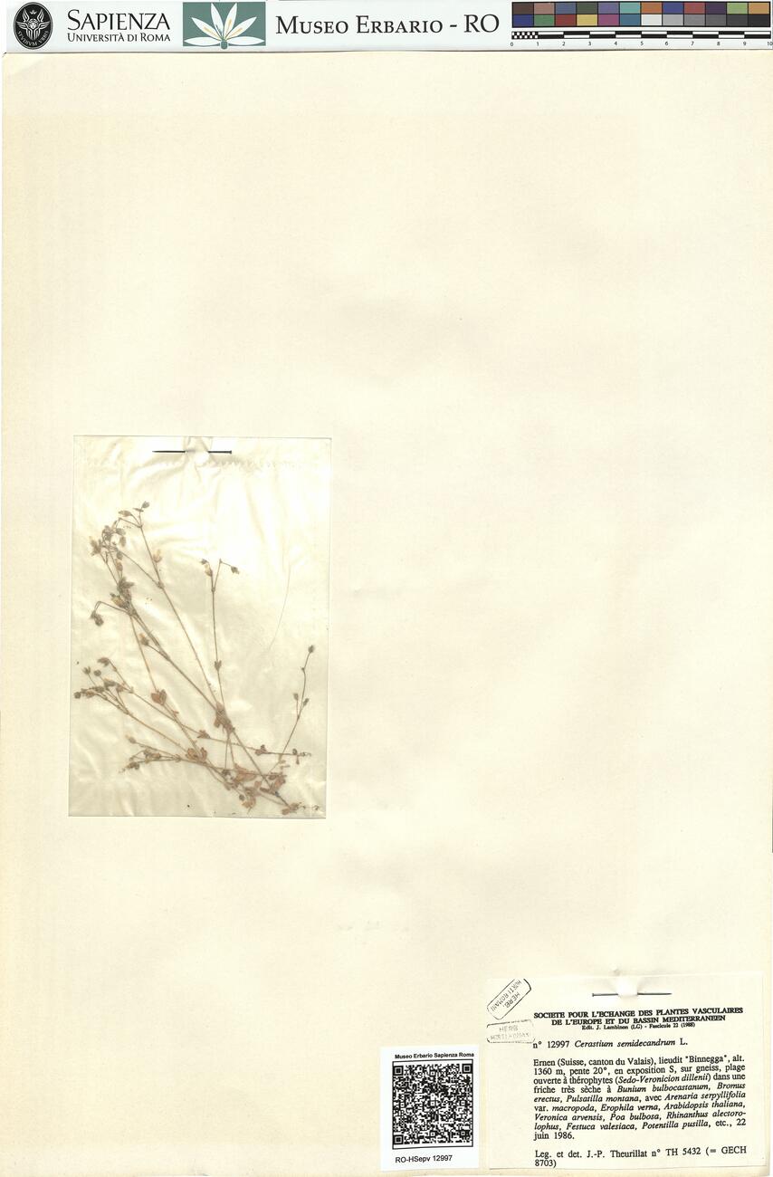 Cerastium semidecandrum L. -  RO-HSepv 12997 photo