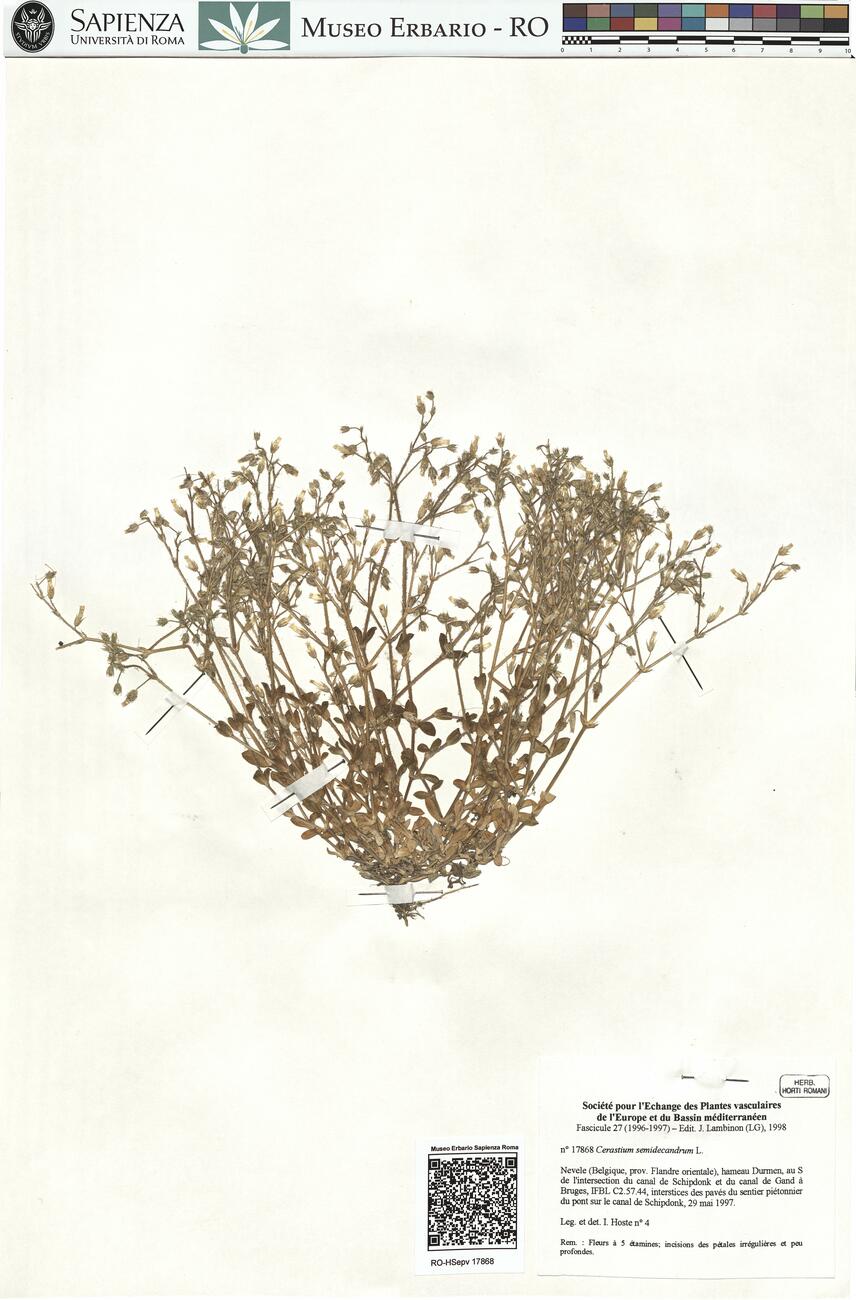 Cerastium semidecandrum L. -  RO-HSepv 17868 photo