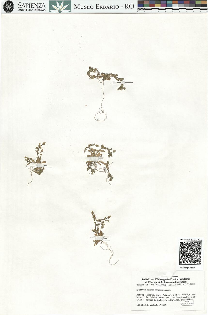 Cerastium semidecandrum L. -  RO-HSepv 18908 photo