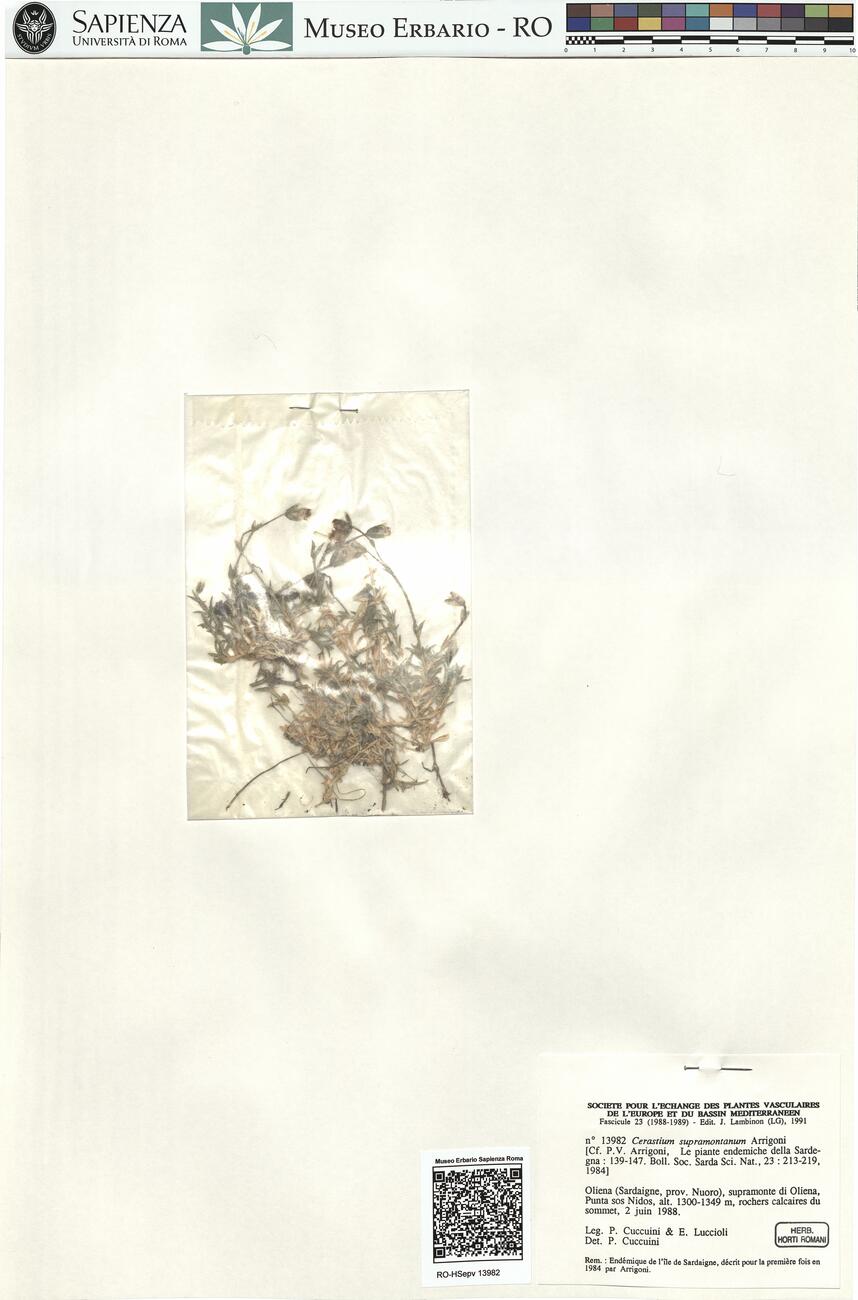 Cerastium supramontanum Arrigoni -  RO-HSepv 13982 photo