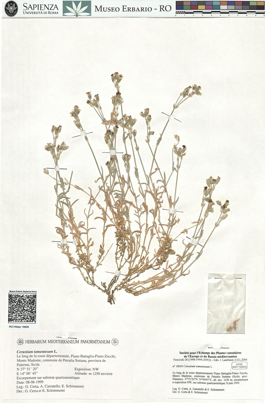 Cerastium tomentosum L.  -  RO-HSepv 18909 photo