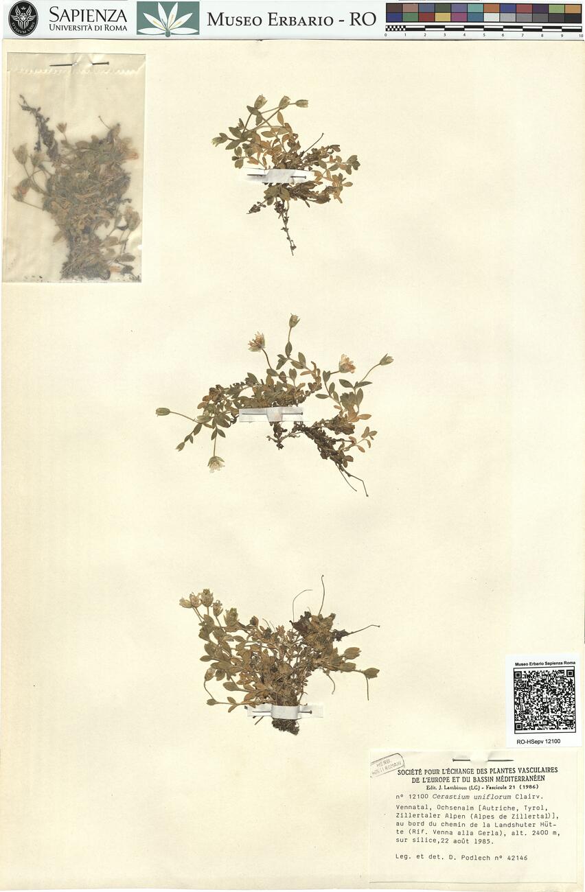 Cerastium uniflorum Clairv. -  RO-HSepv 12100 photo