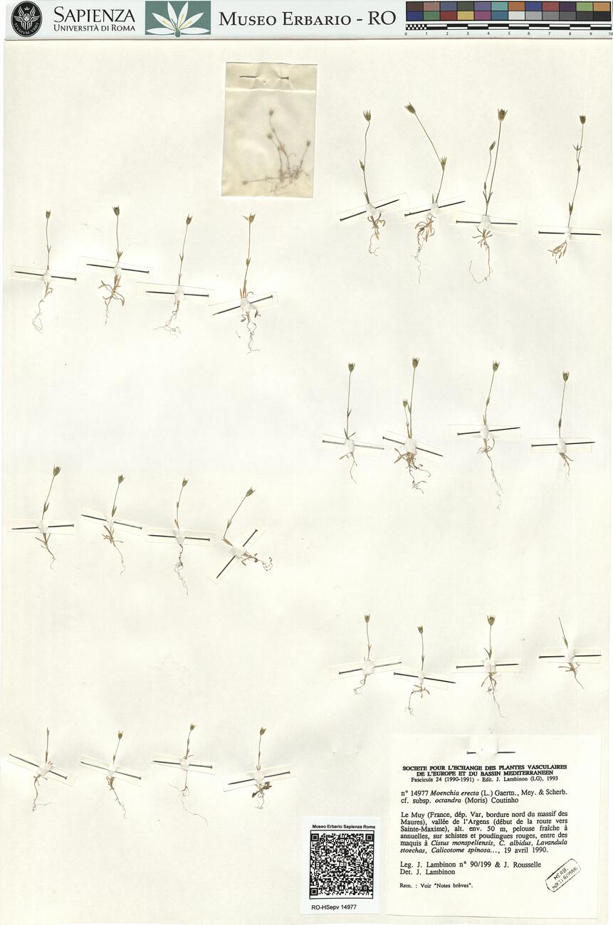 Moenchia erecta (L.) Gaertn., Mey. & Scherb. cf. subsp. octandra (Moris) coutinho -  RO-HSepv 14977 photo