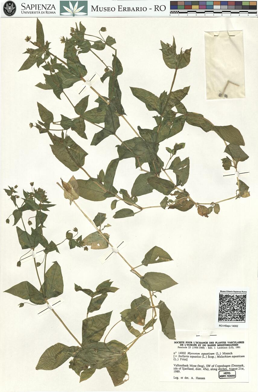 Myosoton aquaticum (L.) Moench -  RO-HSepv 14002 photo