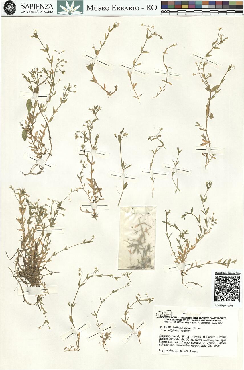 Stellaria alsine Grimm -  RO-HSepv 15002 photo