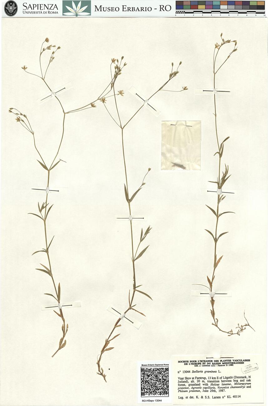 Stellaria graminea L.  -  RO-HSepv 13044 photo