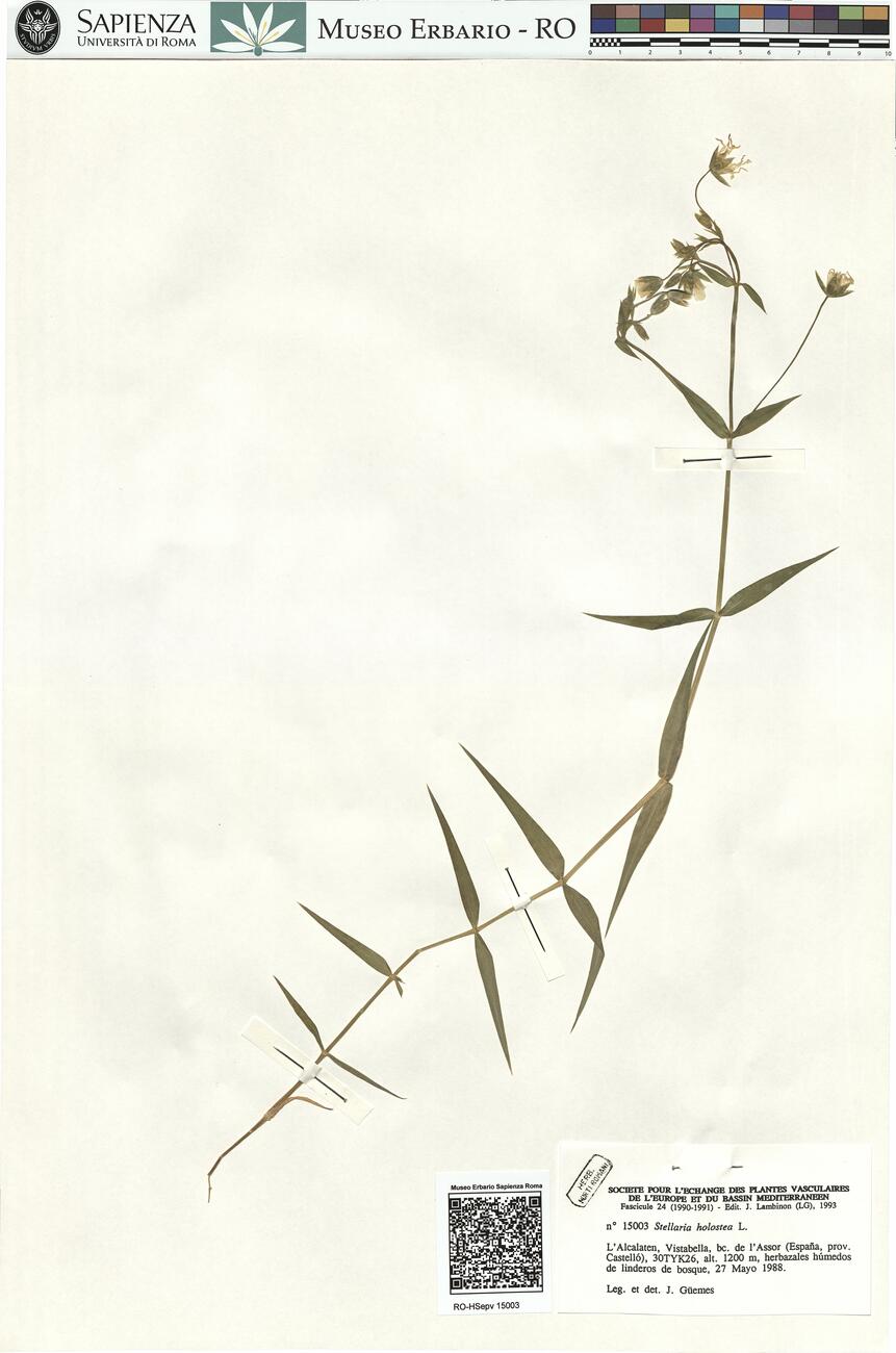 Stellaria holostea L. -  RO-HSepv 15003 photo