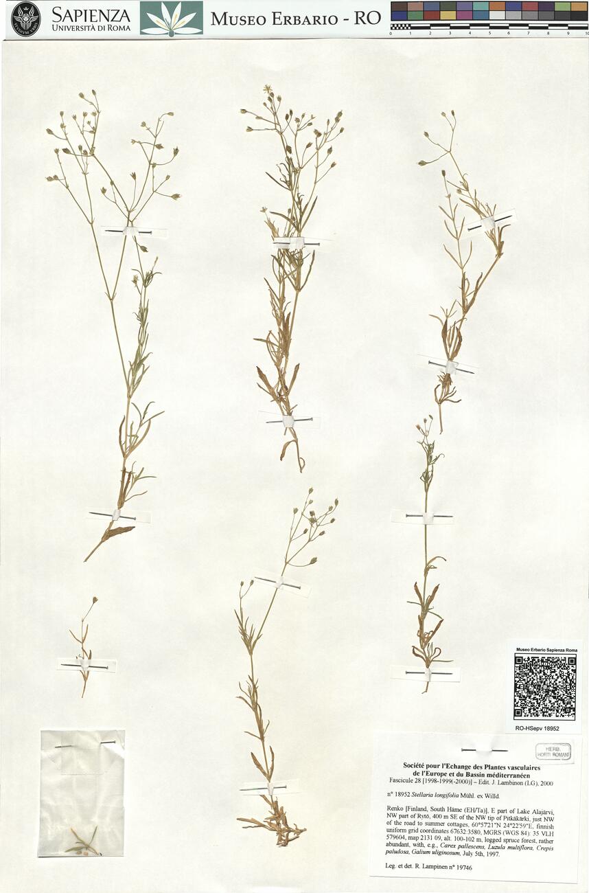 Stellaria longifolia Mühl. ex Willd. -  RO-HSepv 18952 photo