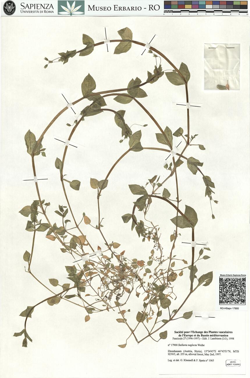 Stellaria neglecta Weihe -  RO-HSepv 17900 photo