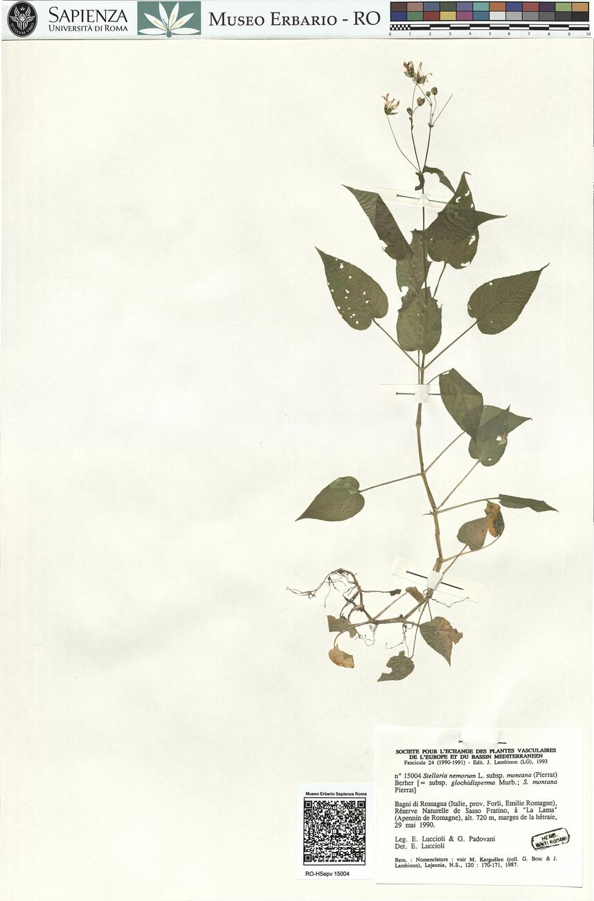 Stellaria nemorum L. subsp. montana (Pierrat) Berher -  RO-HSepv 15004 photo