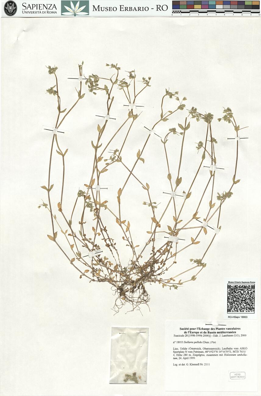 Stellaria pallida (Dum.) Piré -  RO-HSepv 18953 photo