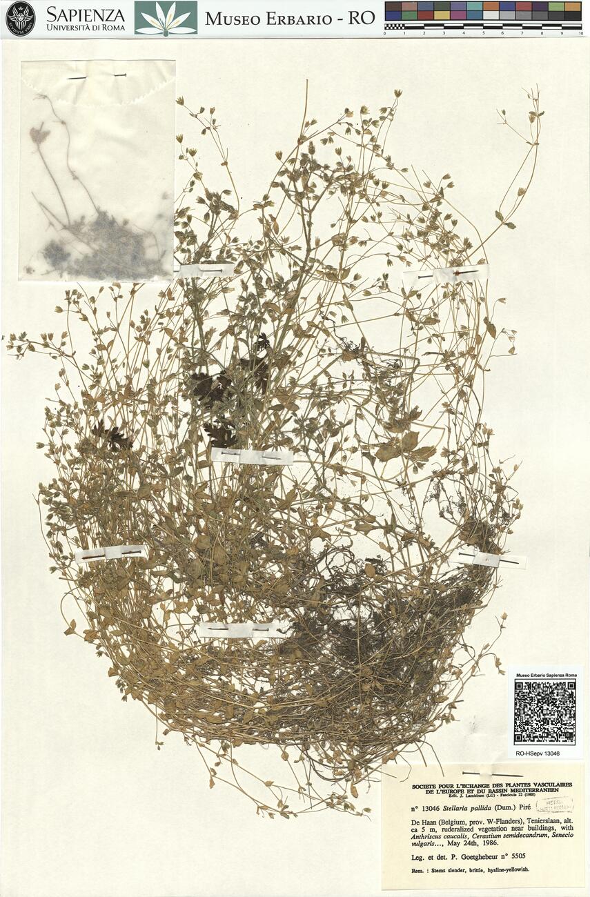 Stellaria pallida (Dum.) Piré  -  RO-HSepv 13046 photo