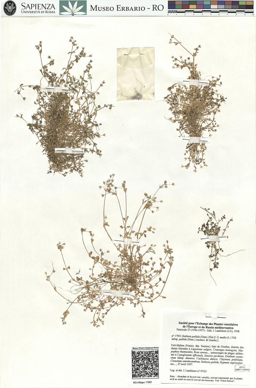 Stellaria pallida (Dum.) Piré  -  RO-HSepv 17901 photo
