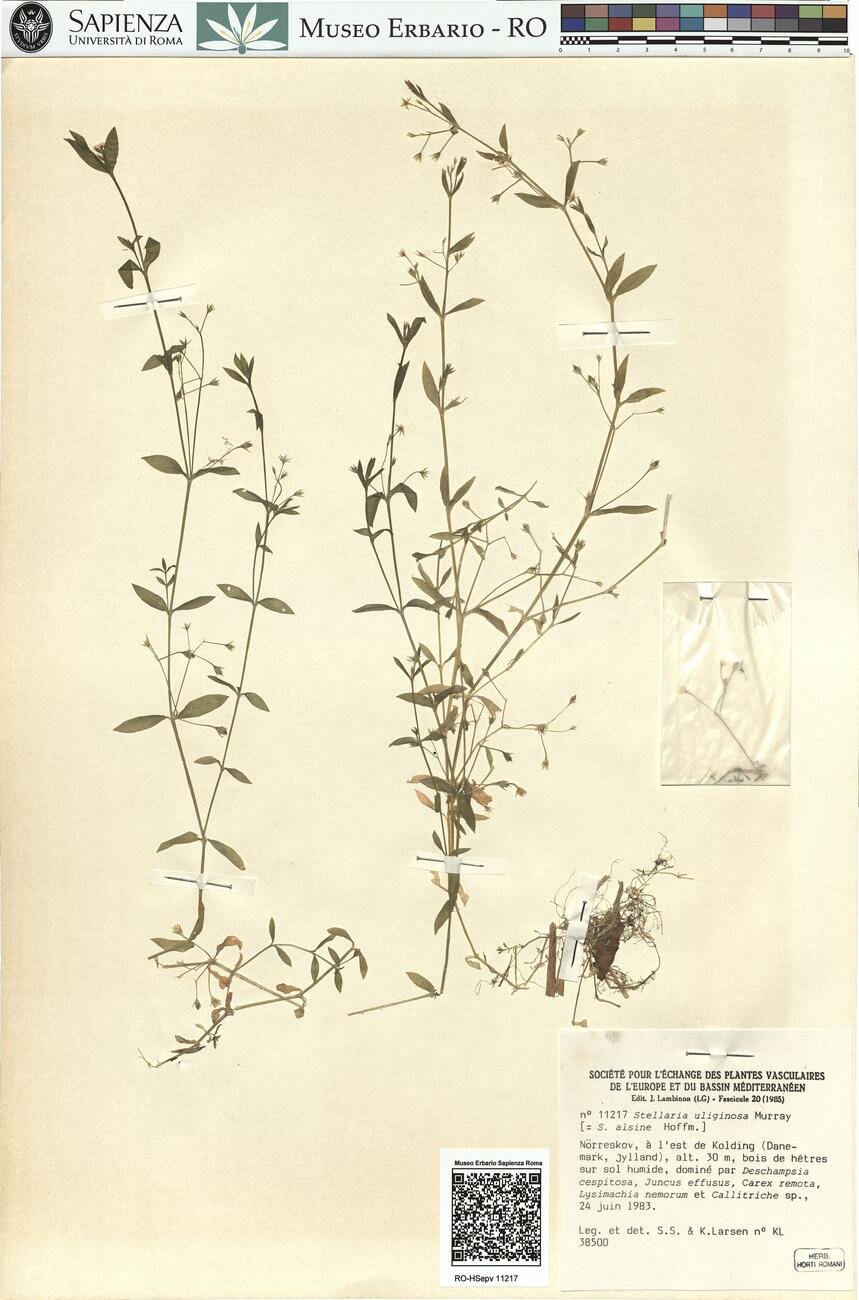 Stellaria uliginosa Murray  -  RO-HSepv 11217 photo