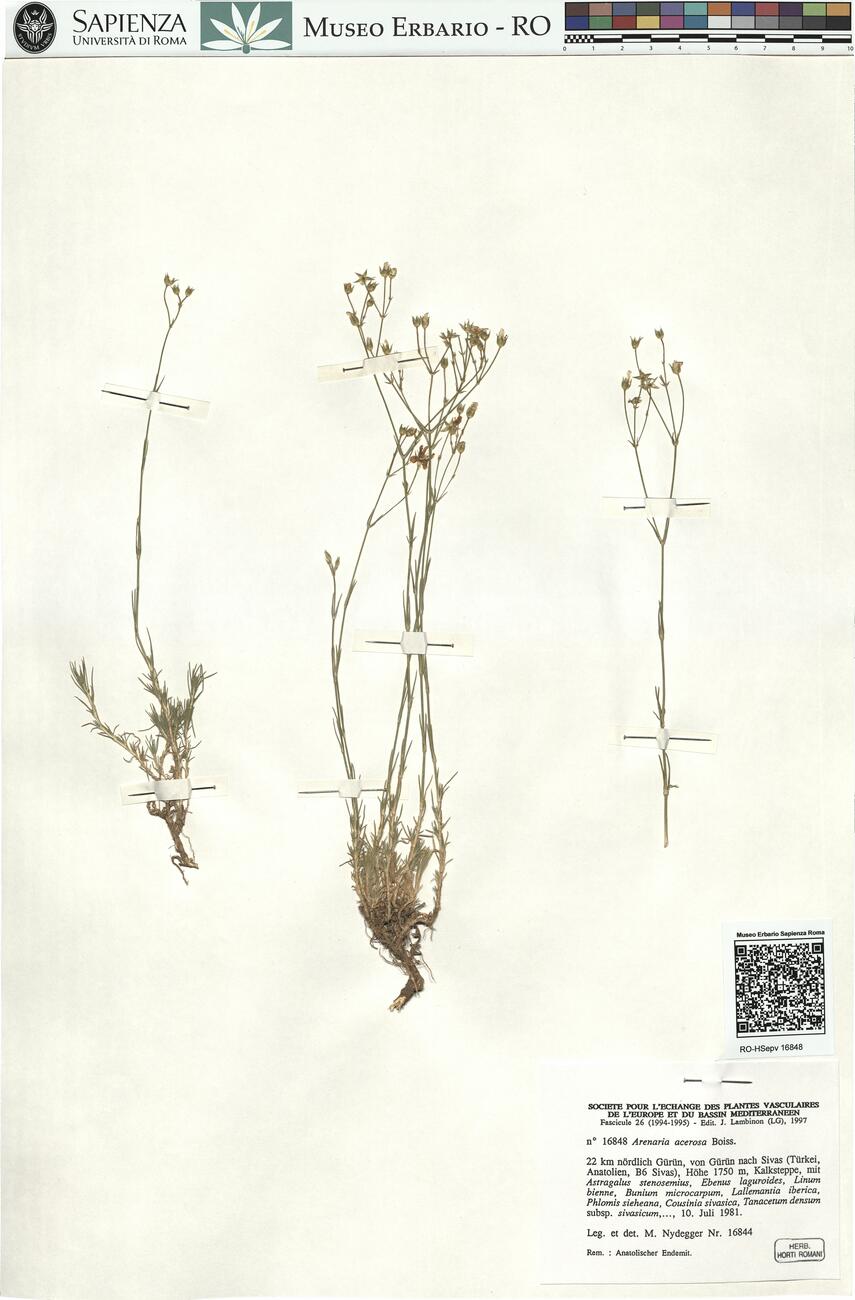 Arenaria acerosa Boiss. -  RO-HSepv 16848 photo