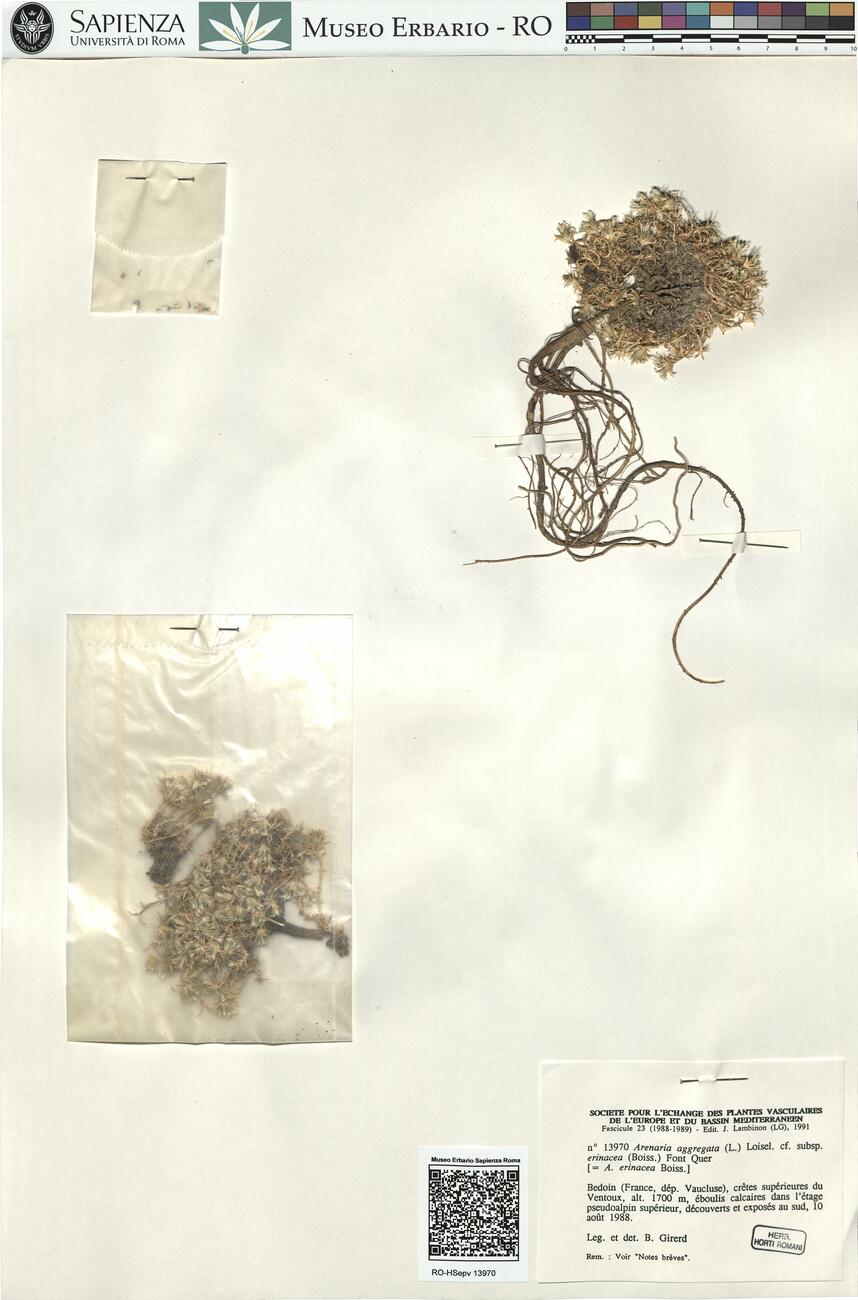 Arenaria aggregata (L.) Loisel. cf. subsp. erinacea (Boiss.) Font Quer -  RO-HSepv 13970 photo