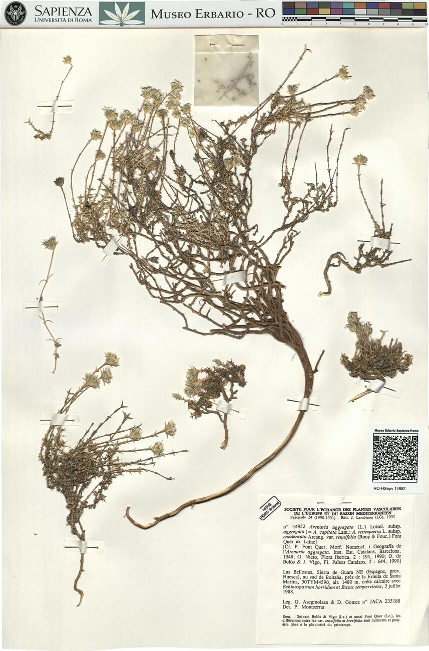 Arenaria aggregata (L.) Loisel. subsp. aggregata -  RO-HSepv 14952 photo