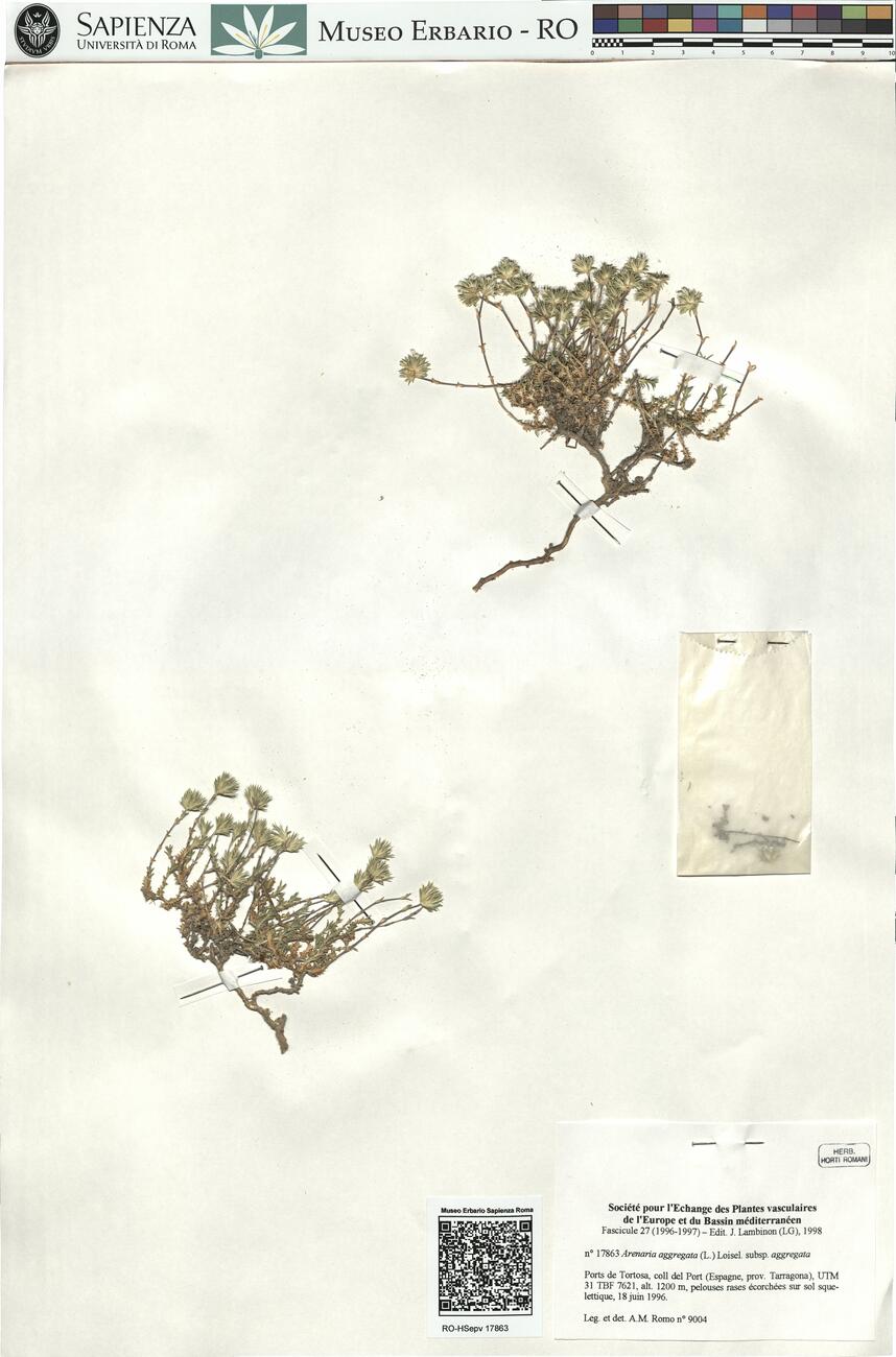 Arenaria aggregata (L.) Loisel. subsp. aggregata -  RO-HSepv 17863 photo