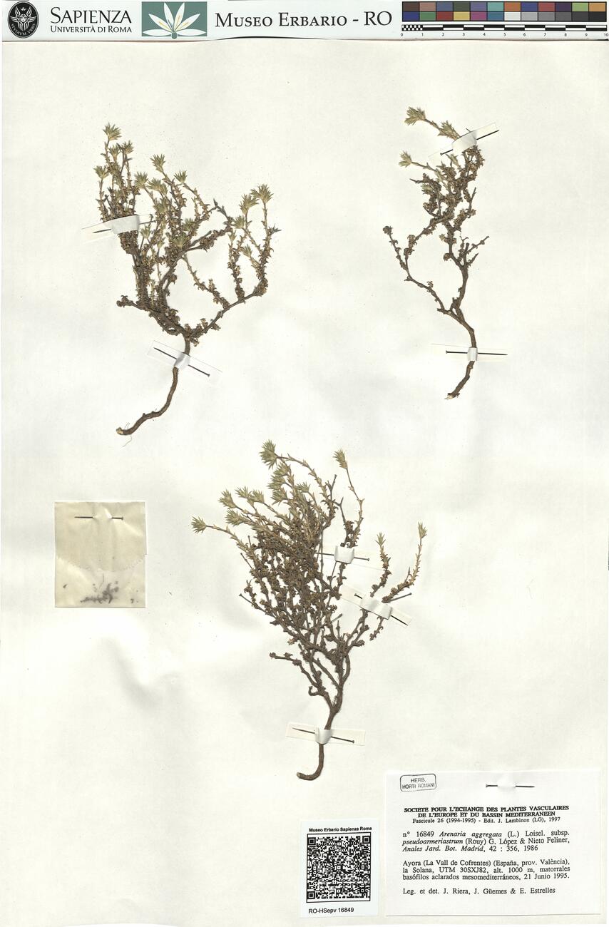 Arenaria aggregata (L.) Loisel. subsp. pseudoarmeriastrum (Rouy) G. López & Nieto Feliner -  RO-HSepv 16849 photo