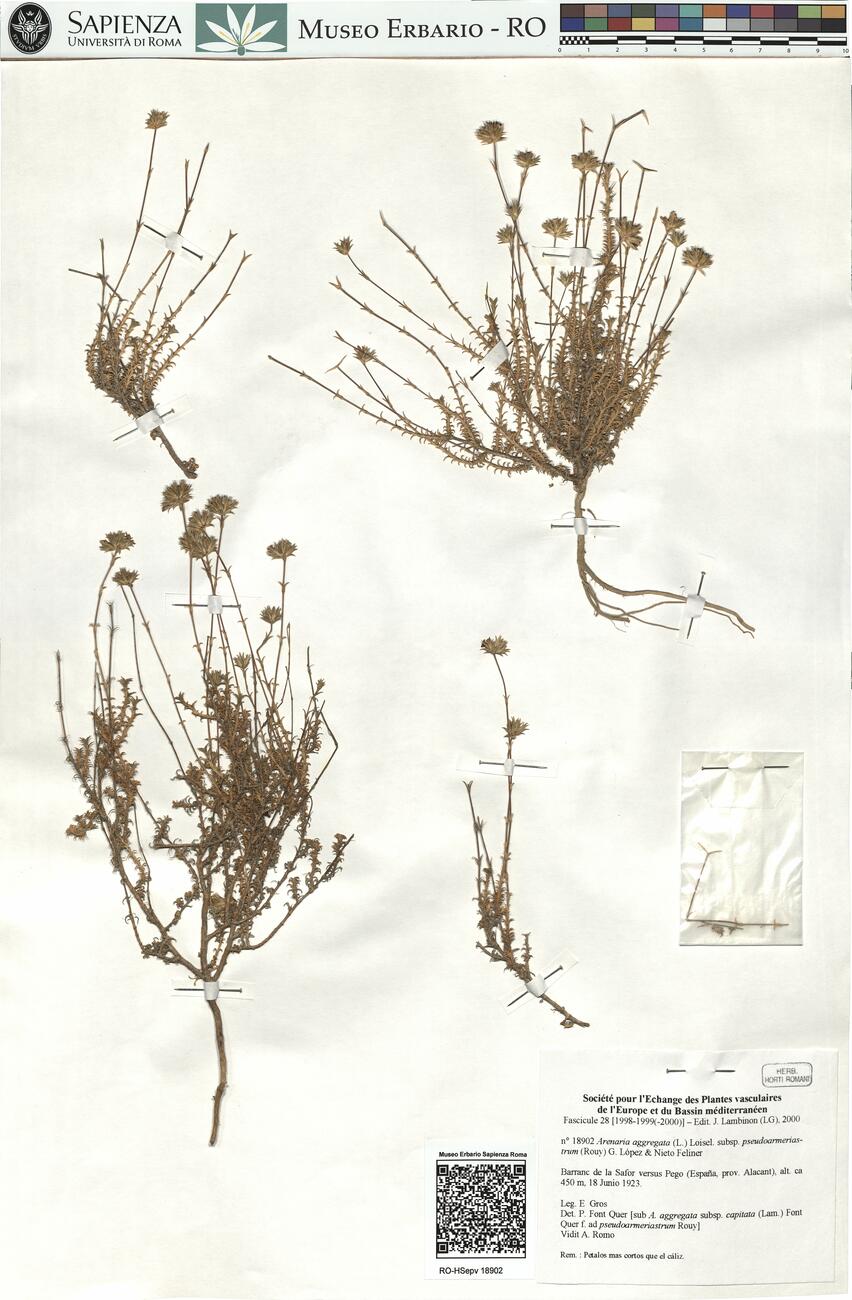 Arenaria aggregata (L.) Loisel. subsp. pseudoarmeriastrum (Rouy) G. López & Nieto Feliner -  RO-HSepv 18902 photo