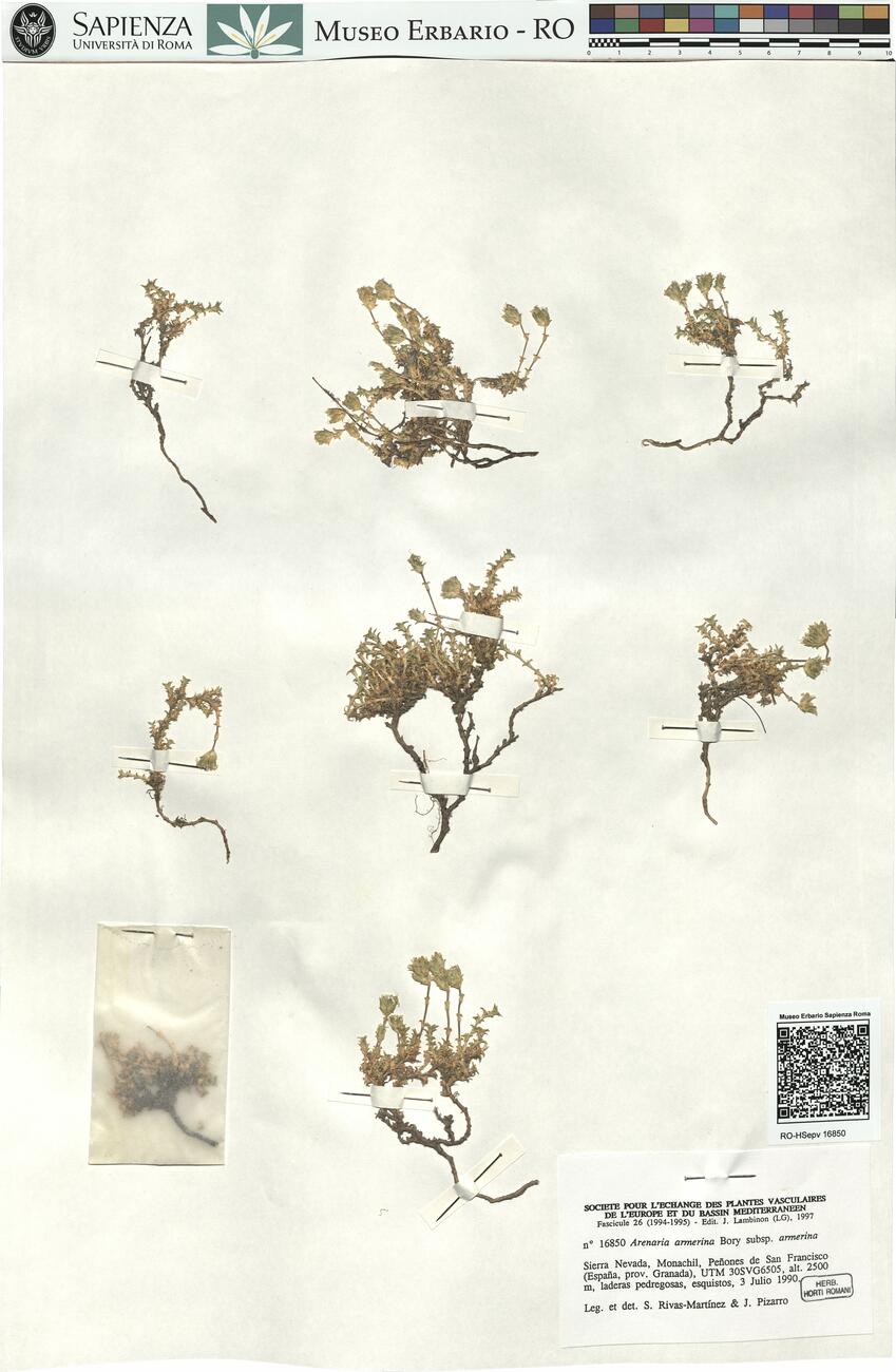 Arenaria armerina Bory subsp. armerina -  RO-HSepv 16850 photo