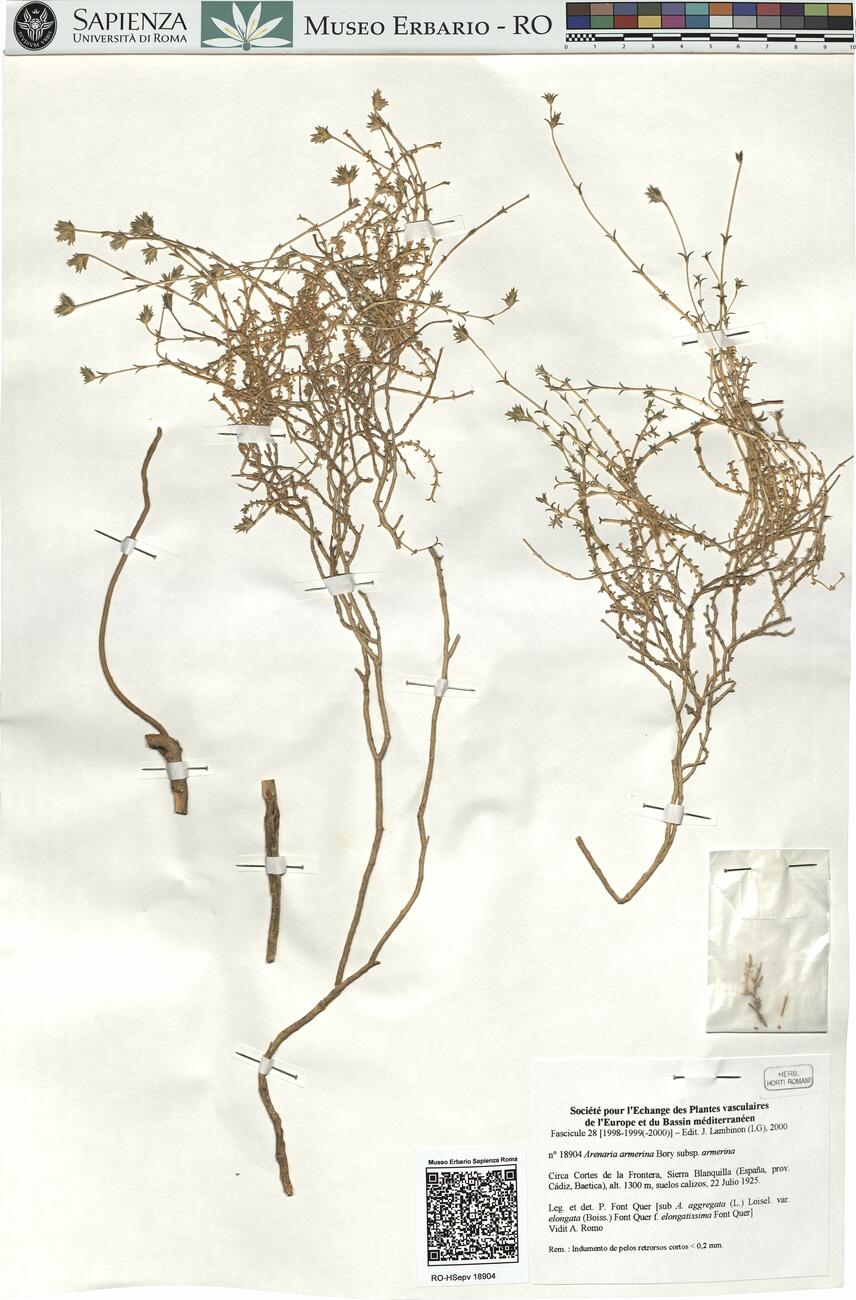 Arenaria armerina Bory subsp. armerina -  RO-HSepv 18904 photo