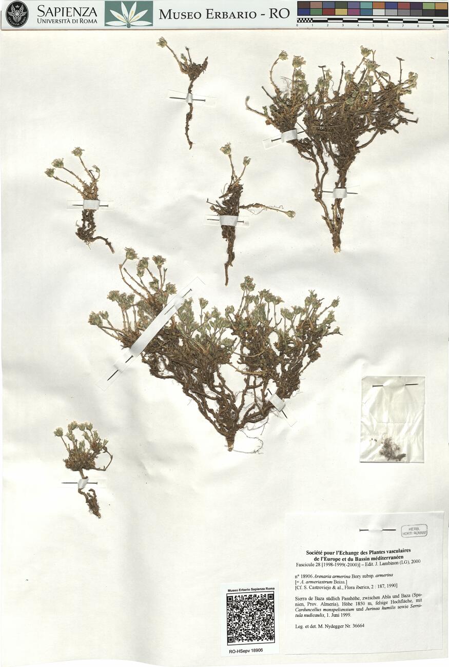 Arenaria armerina Bory subsp. armerina -  RO-HSepv 18906 photo
