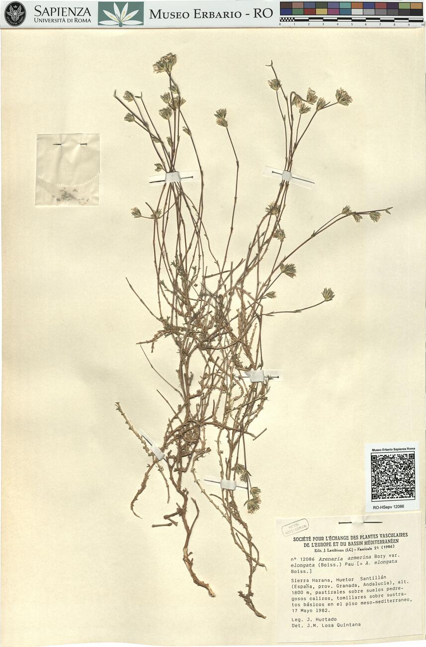 Arenaria armerina Bory var. elongata (Boiss.) Pau -  RO-HSepv 12086 photo