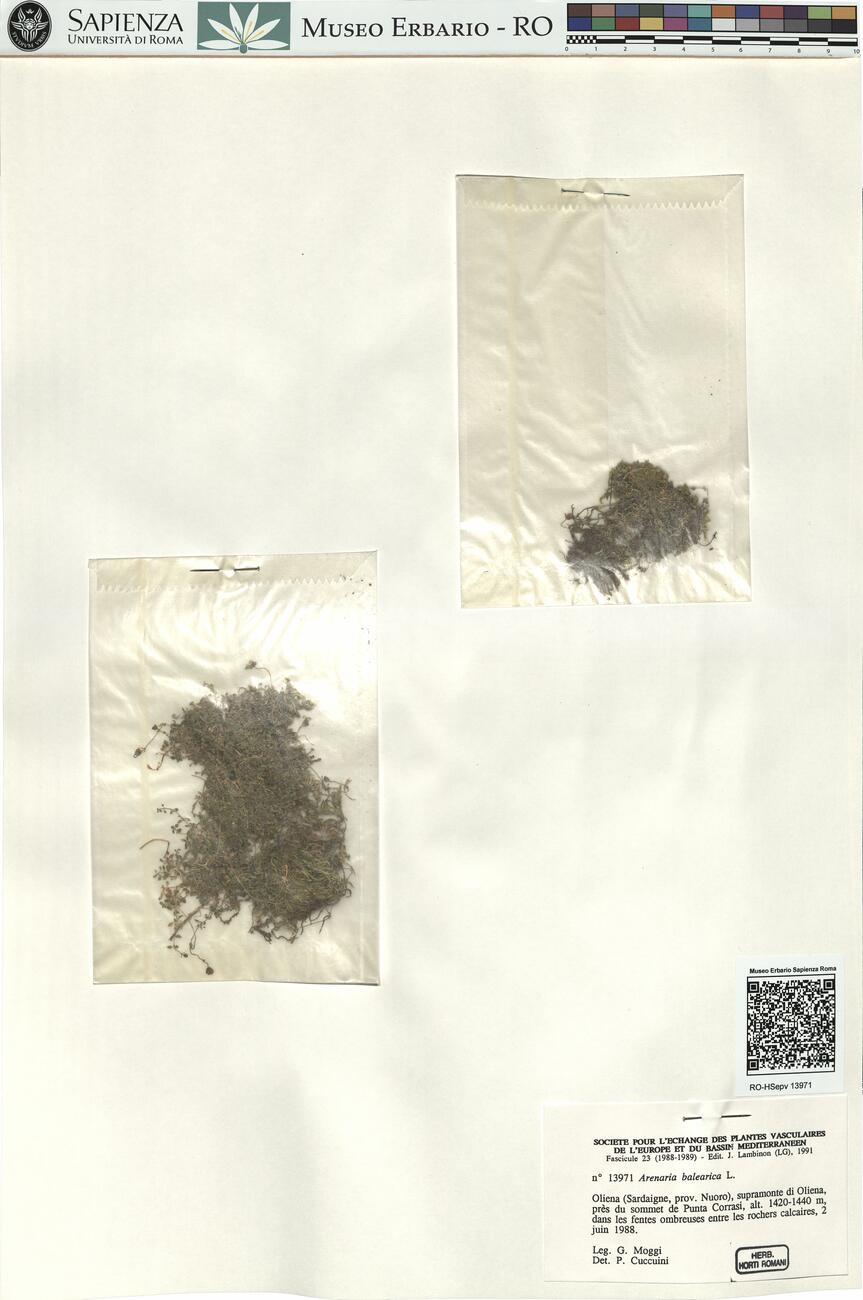 Arenaria balearica L. -  RO-HSepv 13971 photo