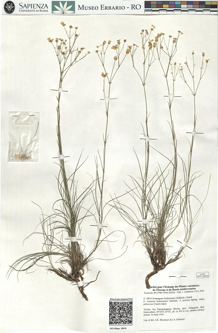 Eremogone biebersteinii (Schlecht.) Holub -  RO-HSepv 18919 photo