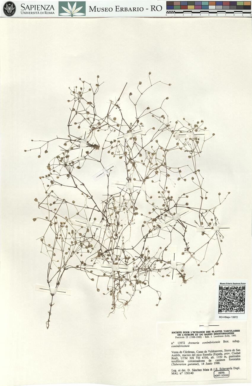 Arenaria conimbricensis Brot. subsp. conimbricensis -  RO-HSepv 13972 photo