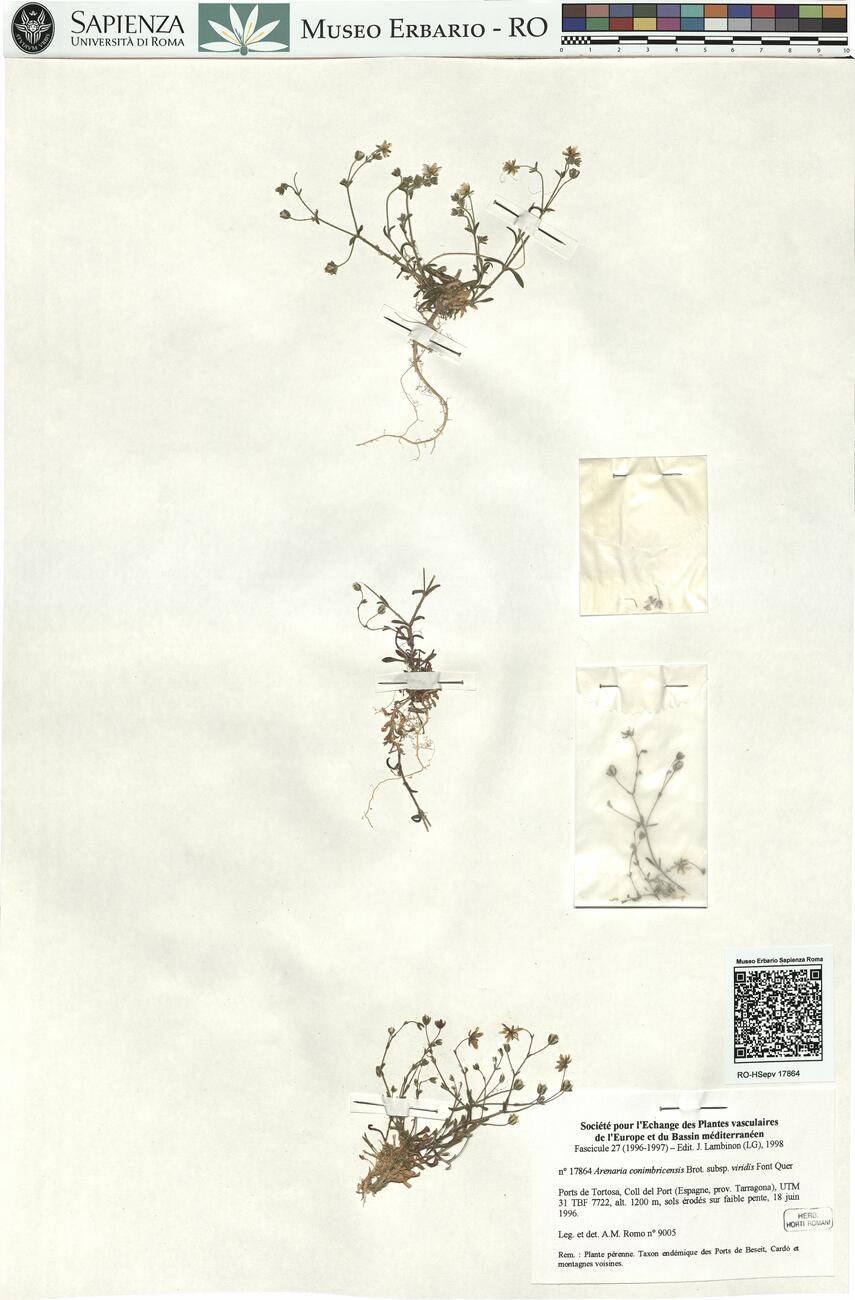 Arenaria conimbricensis Brot. subsp. viridis Font Quer -  RO-HSepv 17864 photo