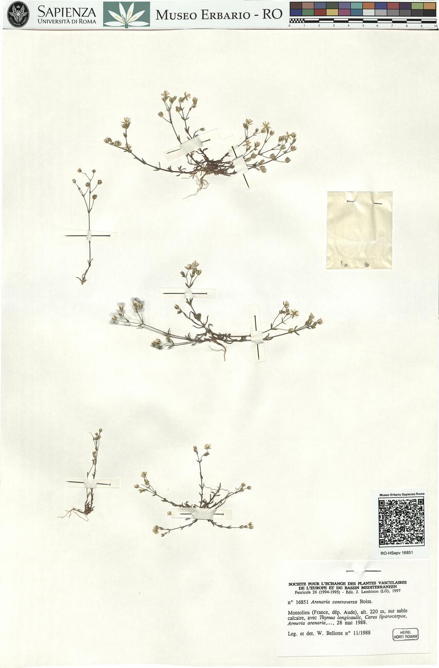 Arenaria controversa Boiss. -  RO-HSepv 16851 photo