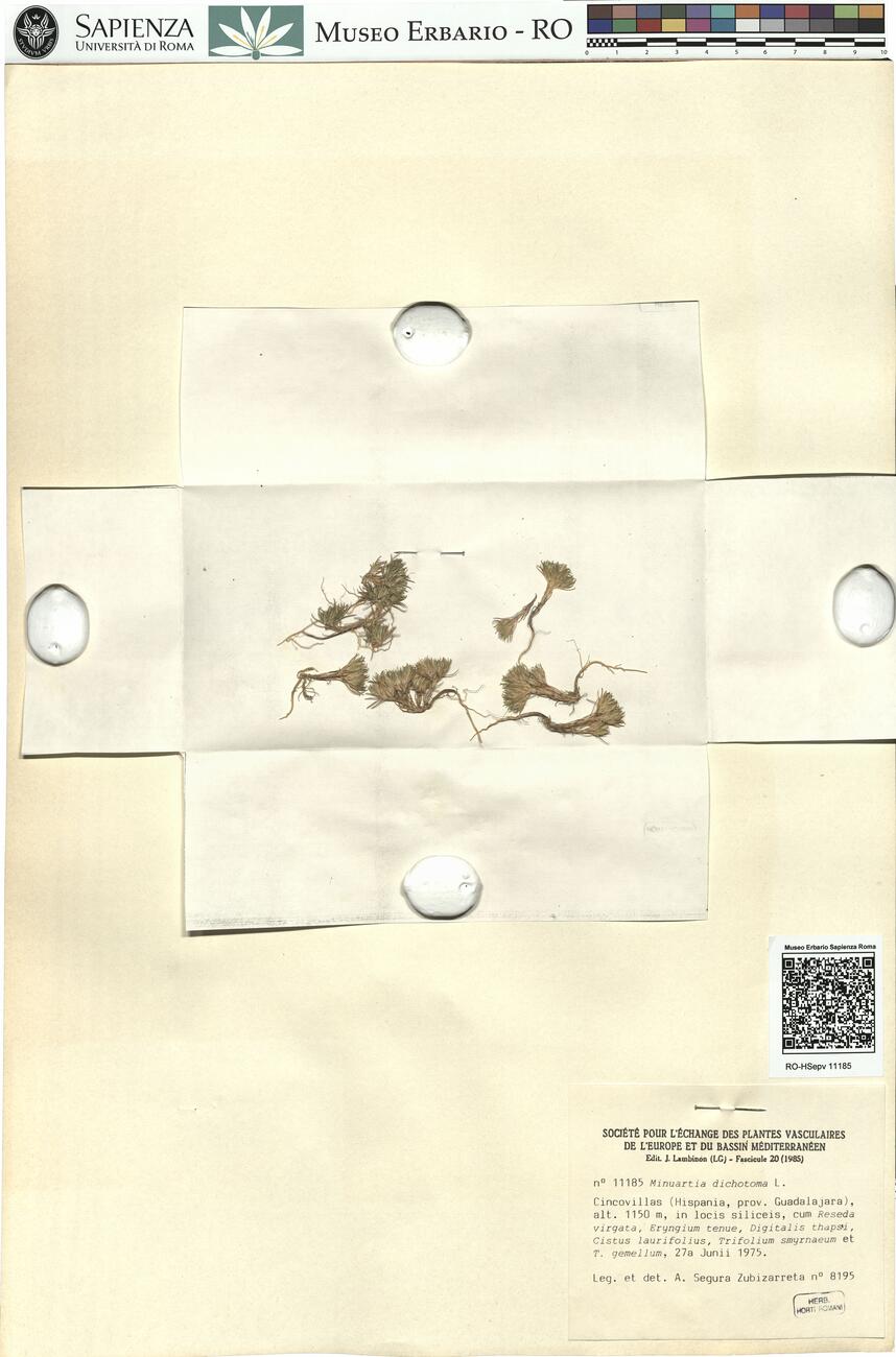 Minuartia dichotoma L. -  RO-HSepv 11185 photo